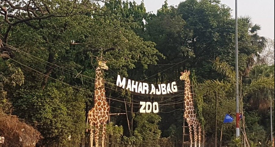 Maharajbagh Zoo, Nagpur, Maharashtra - Vushii.com Maharajbagh Zoo, Nagpur, Maharashtra - Vushii.com